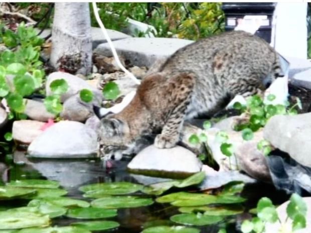 Bobcat taking a drink in Casa de Oro, Spring Valley, CA